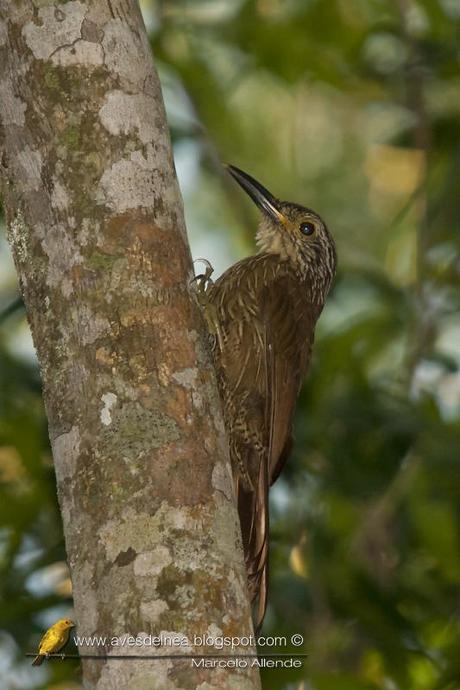 Trepador oscuro (Planalto Woodcreeper) Dendrocolaptes platyrostris