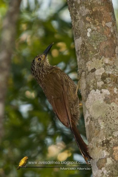 Trepador oscuro (Planalto Woodcreeper) Dendrocolaptes platyrostris