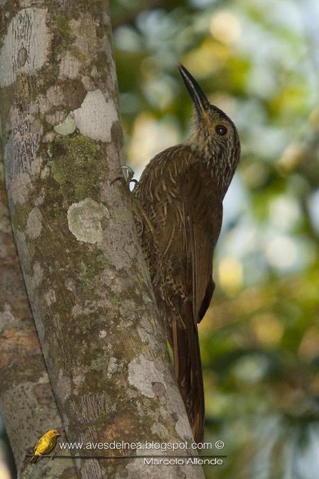 Trepador oscuro (Planalto Woodcreeper) Dendrocolaptes platyrostris