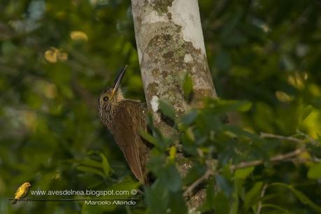 Trepador oscuro (Planalto Woodcreeper) Dendrocolaptes platyrostris