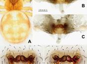 Cuatro nuevas especies descubiertas cuevas Laos