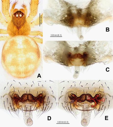 Cuatro nuevas especies descubiertas en cuevas de Laos