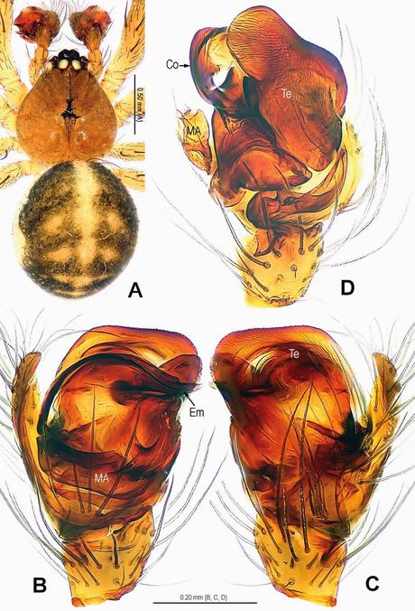 Cuatro nuevas especies descubiertas en cuevas de Laos