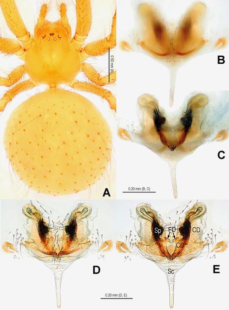 Cuatro nuevas especies descubiertas en cuevas de Laos