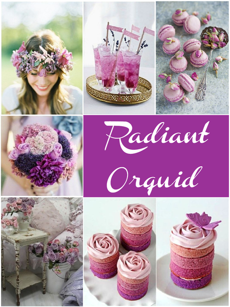 Radiant orquid