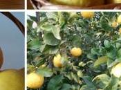 Limón desintoxicante diario