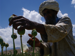 Un hombre recolecta opio en la provincia de Badakhshan, al noreste de Afganistán / Flickr 