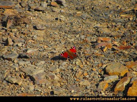 Ruta peña Manteca o Horru: Mariposa en el camino