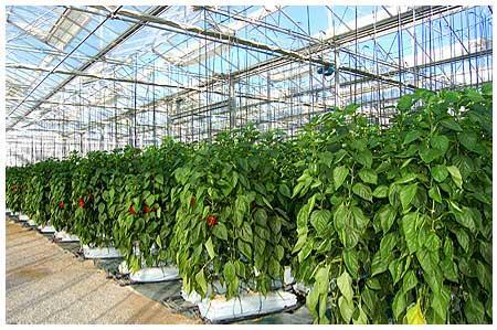 La sostenibilidad no se comunica como un valor de la agricultura de Almería Agricultura sostenible almeria, sostenibilidad, sostenibilidad a medida