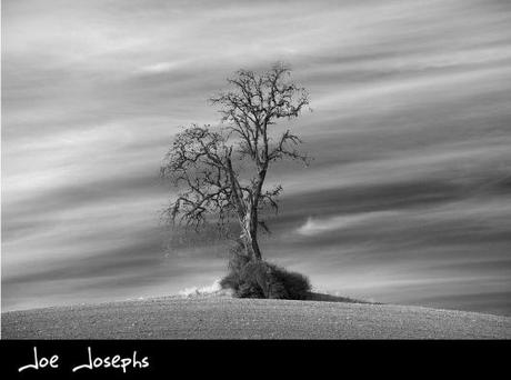 1-Joe Josephs - Seasonal Tree-Winter-Photosatriani
