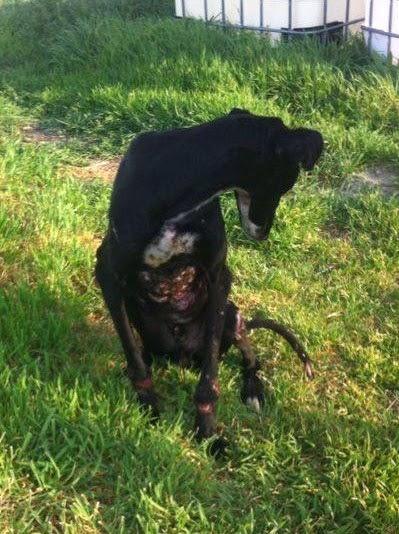 SOS! KAISER NECESITA ACOGIDA URGENTE!!