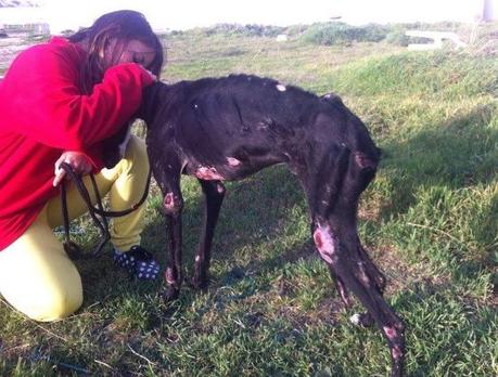 SOS! KAISER NECESITA ACOGIDA URGENTE!!