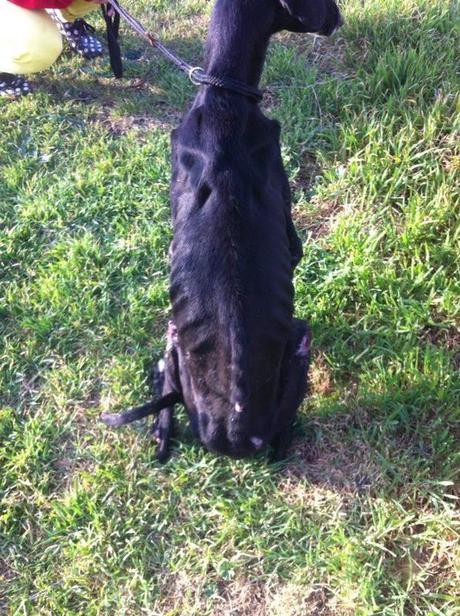 SOS! KAISER NECESITA ACOGIDA URGENTE!!