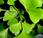 Gingko Biloba propiedades antioxidantes para cerebro