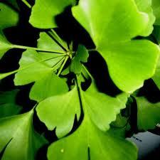 ginkgo1 Gingko Biloba y sus propiedades antioxidantes y para el cerebro 