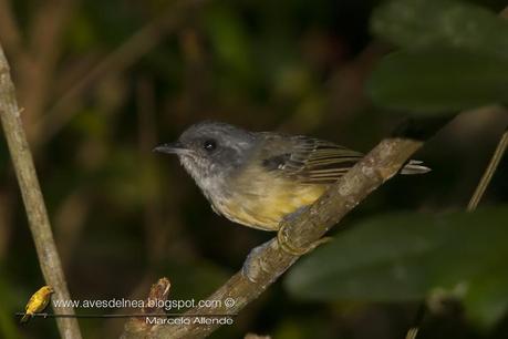 Choca amarilla (Plain Antvireo) Dysithamnus mentalis