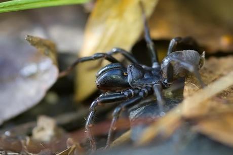 Para ampliar Atypus affinis (Eichwall, 1830) hacer clic