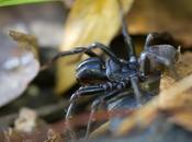 Atypus affinis (Eichwall, 1830)