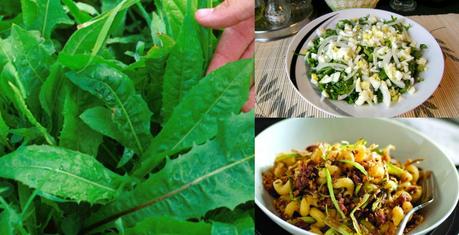 CONOCE LA ARCHICORIA