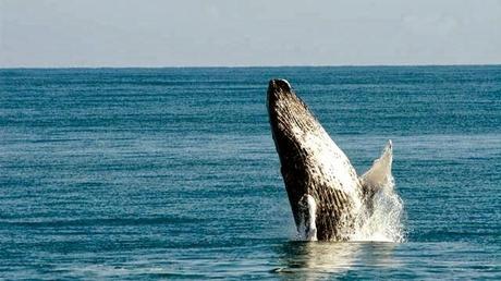 Samaná se llena de Ballenas Jorobadas