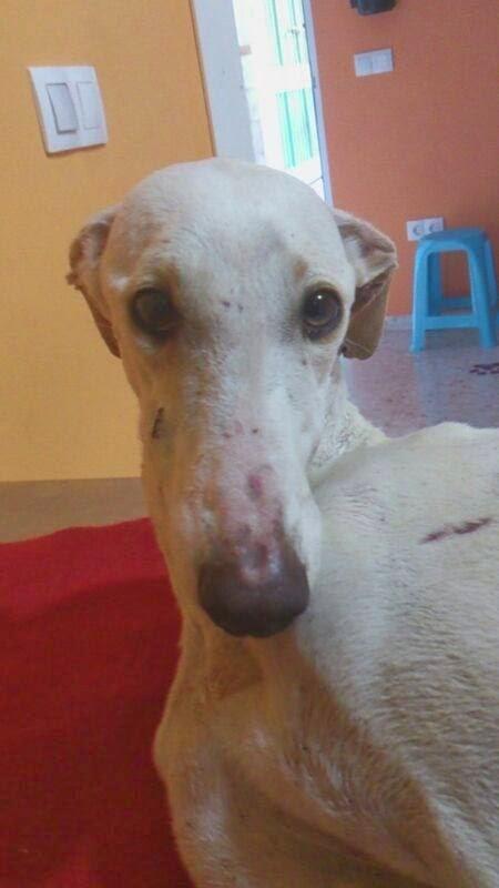 JESSYCA: GALGA ATROPELLADA CON NEUMOTORAX Y LUXACIÓN DE CADERA . (CÓRDOBA)
