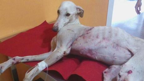 JESSYCA: GALGA ATROPELLADA CON NEUMOTORAX Y LUXACIÓN DE CADERA . (CÓRDOBA)
