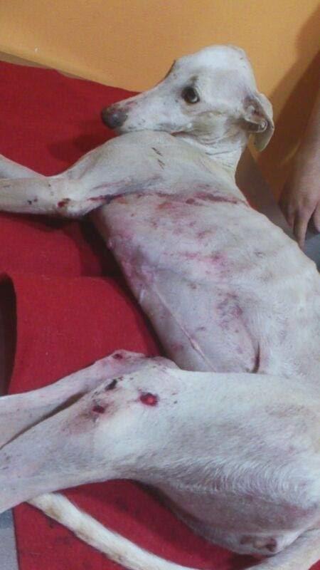 JESSYCA: GALGA ATROPELLADA CON NEUMOTORAX Y LUXACIÓN DE CADERA . (CÓRDOBA)