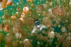 Jellyfish Lake o cómo bañarse entre medusas y no morir en el intento