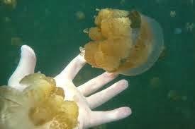 Jellyfish Lake o cómo bañarse entre medusas y no morir en el intento