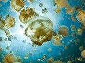 Jellyfish Lake cómo bañarse entre medusas morir intento