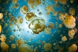 Jellyfish Lake o cómo bañarse entre medusas y no morir en el intento