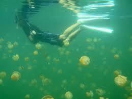 Jellyfish Lake o cómo bañarse entre medusas y no morir en el intento