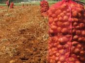 Solanum tuberosum: alimento peligro extinción Cuba