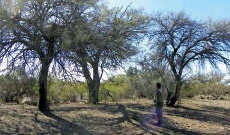 BosquesNativosMedioAmbiente-25032014