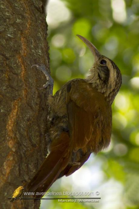 Chinchero chico (Narrow-billed Woodcreeper) Lepidocolaptes angustirostris