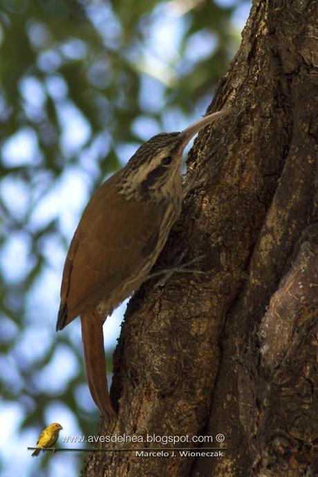 Chinchero chico (Narrow-billed Woodcreeper) Lepidocolaptes angustirostris