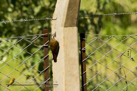 Chinchero chico (Narrow-billed Woodcreeper) Lepidocolaptes angustirostris