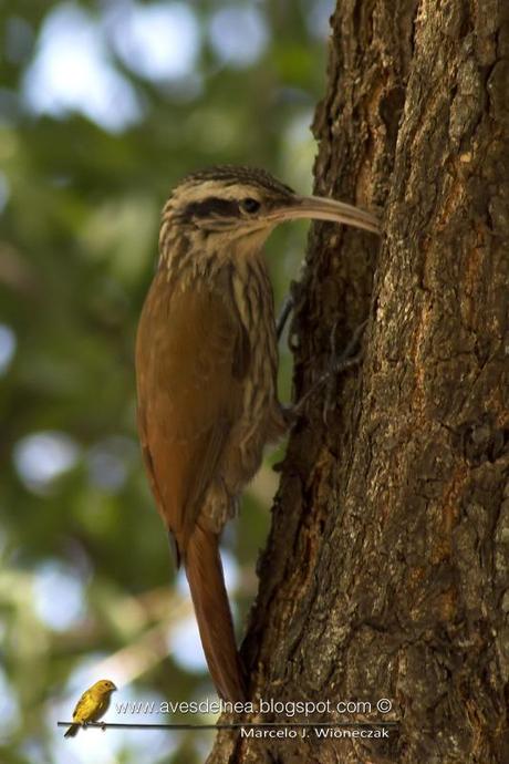 Chinchero chico (Narrow-billed Woodcreeper) Lepidocolaptes angustirostris