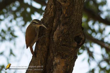 Chinchero chico (Narrow-billed Woodcreeper) Lepidocolaptes angustirostris