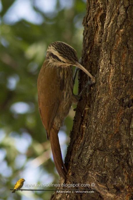 Chinchero chico (Narrow-billed Woodcreeper) Lepidocolaptes angustirostris