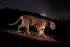 puma_hollywood_39