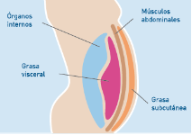 acumulación de grasa