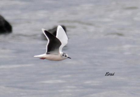 DE OVIEDO AL ÁRTICO