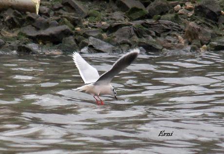 DE OVIEDO AL ÁRTICO