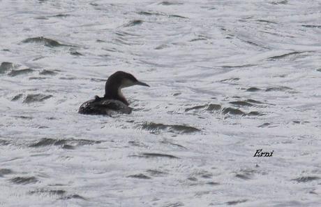 DE OVIEDO AL ÁRTICO