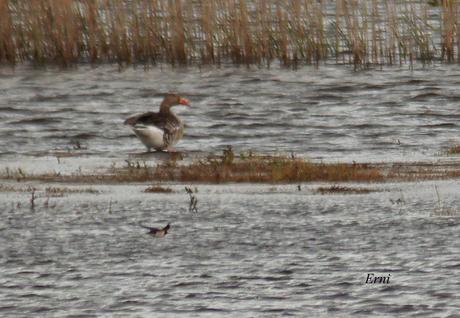 DE OVIEDO AL ÁRTICO