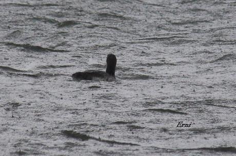 DE OVIEDO AL ÁRTICO