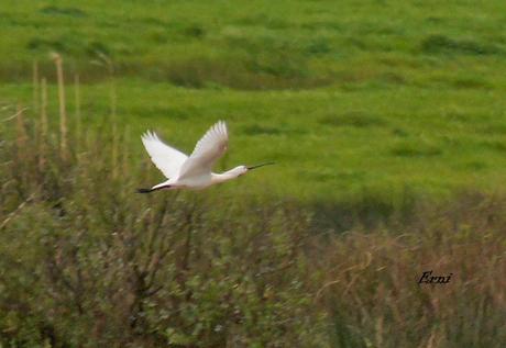 DE OVIEDO AL ÁRTICO