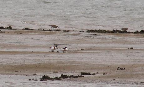 DE OVIEDO AL ÁRTICO