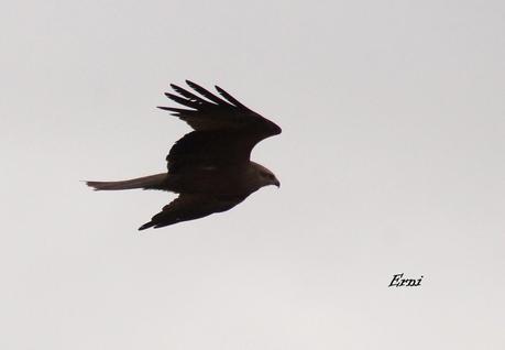 DE OVIEDO AL ÁRTICO